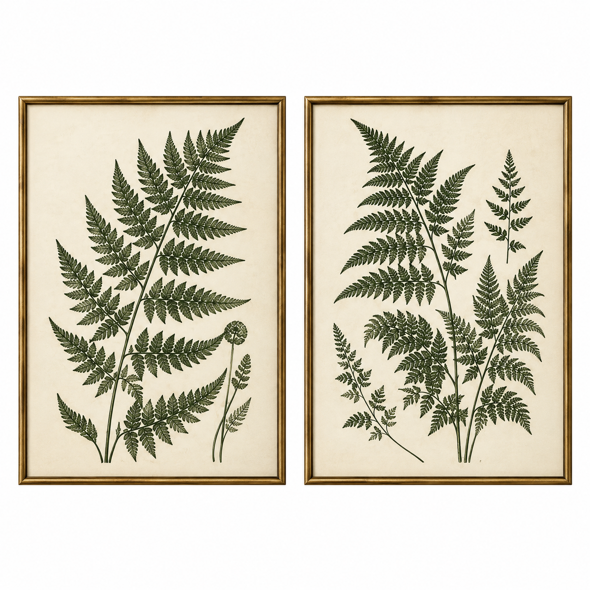 vynqelux Framed Fern Botanical Prints, Set of 2 — isolated product view